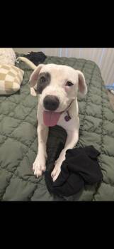 Rescue Pit Bull Terrier Dogs for Adoption in Beverly Hills, California - TJ | PetCurious