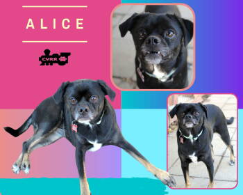 Rescue Pug Dogs for Adoption in Lindsay, California - Alice | PetCurious