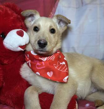 White German Shepherd Dogs Available for Adoption - Finn | PetCurious