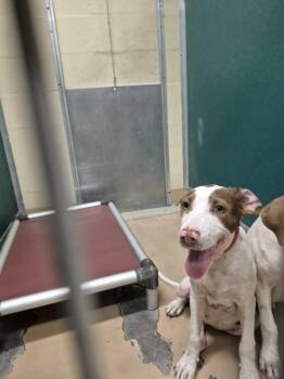 WAFFLES -  Pit Bull Terrier and Mixed Breed Dog for Adoption in Texas City, Texas - WAFFLES | PetCurious