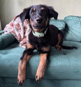Arlo -  Australian Shepherd Dog for Adoption - Arlo | PetCurious
