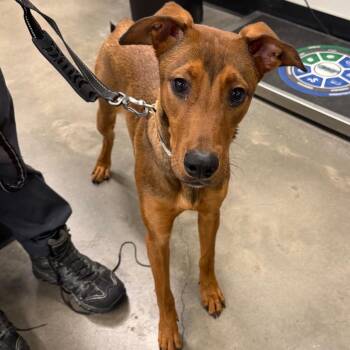 Justine -  German Shepherd Dog and Mixed Breed Dog for Adoption in Tampa, Florida - Justine | PetCurious