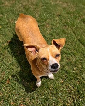 Sorrento -  Chihuahua Dog for Adoption in Carson City, Nevada - Sorrento | PetCurious