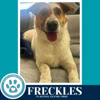 Cattle Dog Dogs Available for Adoption - Freckles 031426 | PetCurious
