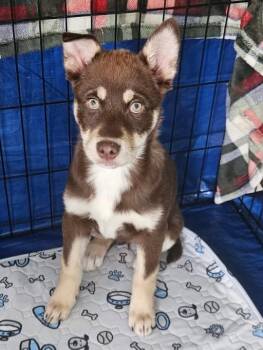 Husky and Shepherd Dogs Available for Adoption - Cloud Dancer | PetCurious