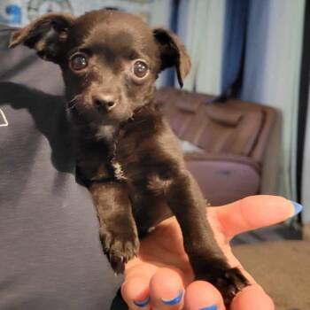 Poodle and Chihuahua Dogs Available for Adoption in Loves Park, Illinois - Trixie | PetCurious
