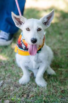 Xena -  Terrier Dog for Adoption in Santa Rosa, California - Xena | PetCurious