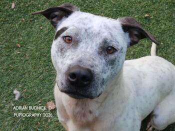 Blooper -  Mixed Breed Dog for Adoption in Nashville, Tennessee - Blooper | PetCurious