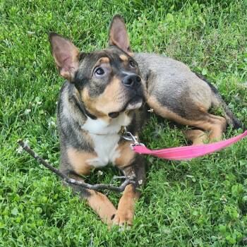 Rescue Cattle Dog and Mixed Breed Dogs for Adoption in Washburn, Missouri - Phil | PetCurious
