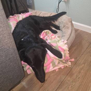 Maggie -  Mixed Breed Dog for Adoption in Bismarck, North Dakota - Maggie | PetCurious