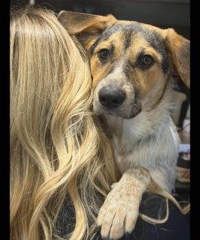 Bella Rose -  Australian Cattle Dog Blue Heeler and Beagle Dog for Adoption in Medfield, Massachusetts - Bella Rose | PetCurious
