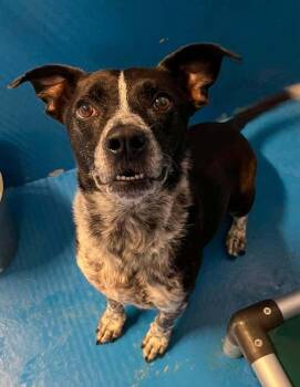 Secretariat -  Australian Cattle Dog Blue Heeler and Mixed Breed Dog for Adoption in Calgary, Alberta - Secretariat | PetCurious