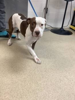 Rescue Pit Bull Terrier and Mixed Breed Dogs for Adoption in Fort Worth, Texas - D3 | PetCurious