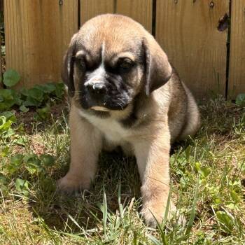 Pudge -  Mastiff and Mixed Breed Dog for Adoption in Cincinnati, Ohio - Pudge | PetCurious