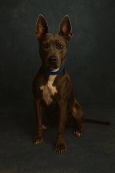Rescue American Staffordshire Terrier Dogs for Adoption in Cobden, Illinois - Luna | PetCurious