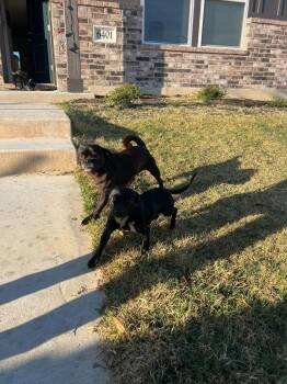 Chihuahua and Pug Dogs Available for Adoption - Peony & Priscilla | PetCurious