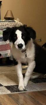 Astrid -  Border Collie Dog for Adoption - Astrid | PetCurious