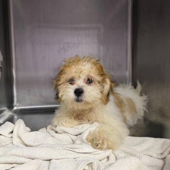 Chris -  Shih Tzu and Bichon Frise Dog for Adoption in Northbrook, Illinois - Chris | PetCurious