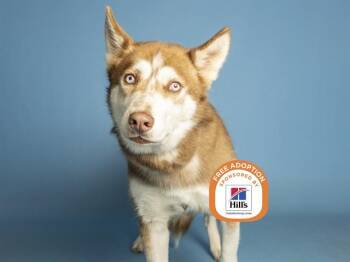 HAZEL -  Husky Dog for Adoption in Phoenix, Arizona - HAZEL | PetCurious