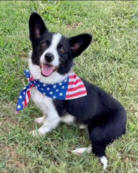 Sparky -  Border Collie and Corgi Dog for Adoption in Rockwall, Texas - Sparky | PetCurious