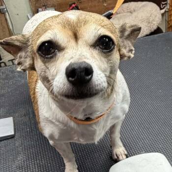 Diamond -  Chihuahua Dog for Adoption in Marana, Arizona - Diamond | PetCurious