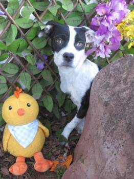 Pit Bull Terrier and Mixed Breed Dogs Available for Adoption - HUNNY | PetCurious