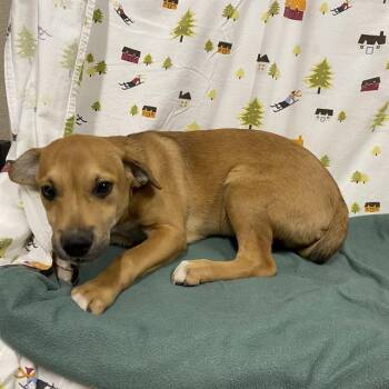 CADE -  Labrador Retriever Dog for Adoption in Modesto, California - CADE | PetCurious