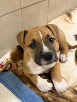 Boxer Dogs Available for Adoption in Kerrville, Texas - Chip | PetCurious