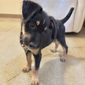 Peep -  Dachshund Dog for Adoption in Agoura Hills, California - Peep | PetCurious