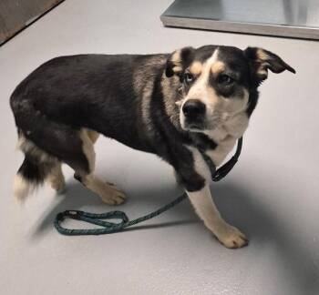 German Shepherd Dog and Siberian Husky Dogs Available for Adoption - Pen 194 Tillie | PetCurious