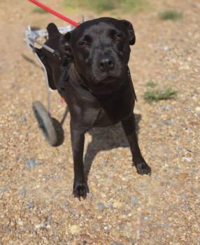 Genesis -  Mixed Breed Dog for Adoption in Jackson, Mississippi - Genesis | PetCurious