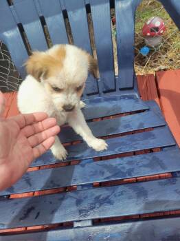 SPONSOR OR FOSTER ME - Maci -  Australian Cattle Dog Blue Heeler and Great Pyrenees Dog for Adoption in Grafton, Wisconsin - SPONSOR OR FOSTER ME - Maci | PetCurious