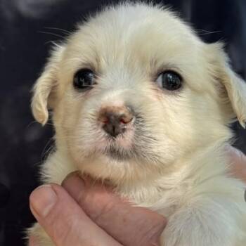 Agnes -  Terrier Dog for Adoption in Larkfield-wikiup, California - Agnes | PetCurious