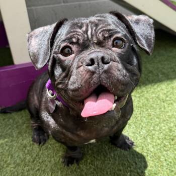 Pemmy -  English Bulldog Dog for Adoption in Los Angeles, California - Pemmy | PetCurious