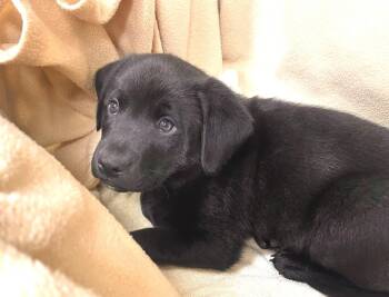 Labrador Retriever Dogs Available for Adoption in Decorah, Iowa - Rolly | PetCurious