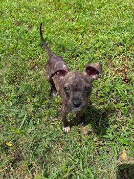 Tamara -  Chihuahua and Boston Terrier Dog for Adoption in Lutz, Florida - Tamara | PetCurious