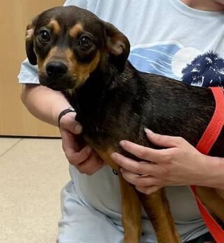 Feist Dogs Available for Adoption - CHICKIE | PetCurious