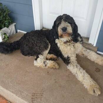 Bernie -  Bernedoodle and Great Pyrenees Dog for Adoption in Lancaster, Kentucky - Bernie | PetCurious
