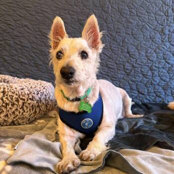 West Highland White Terrier Westie Dogs Available for Adoption in San Francisco, California - Kickin 13973 | PetCurious