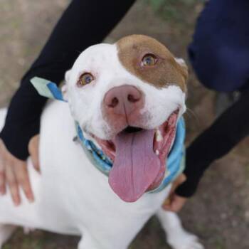 PEARL -  American Staffordshire Terrier Dog for Adoption in San Antonio, Texas - PEARL | PetCurious