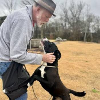 Retriever and Mixed Breed Dogs Available for Adoption - Conway | PetCurious