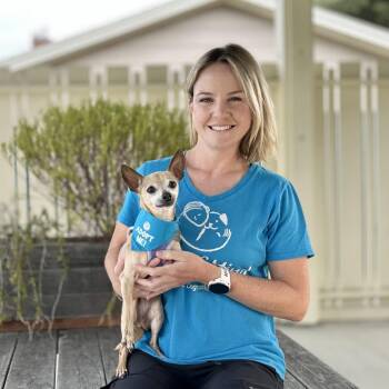 Mustard -  Chihuahua Dog for Adoption in Pacific Grove, California - Mustard | PetCurious