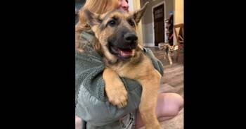 German Shepherd Dog Dogs Available for Adoption - Detective Litter: Sherlock Holmes | PetCurious