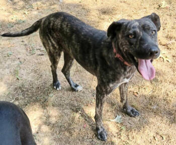 Rescue Labrador Retriever Dogs for Adoption in Ashland, Kentucky - Paula | PetCurious