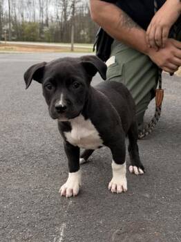 Mixed Breed Dogs Available for Adoption - 26-117 | PetCurious