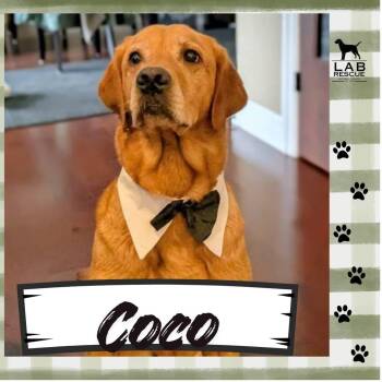 Labrador Retriever Dogs Available for Adoption - Coco  | PetCurious