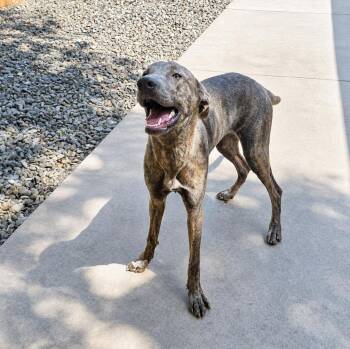 Greyhound Dogs Available for Adoption in Thomasville, North Carolina - Aubrey | PetCurious