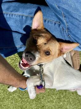 Handsome Dan -  Mixed Breed Dog for Adoption in Wichita, Kansas - Handsome Dan | PetCurious