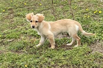 Chihuahua and Dachshund Dogs Available for Adoption - Angel | PetCurious