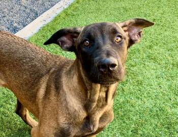 SAVE ME PLEASE Sindee - IDA554258 -  Belgian Shepherd Malinois Dog for Adoption in San Marcos, California - SAVE ME PLEASE Sindee - IDA554258 | PetCurious